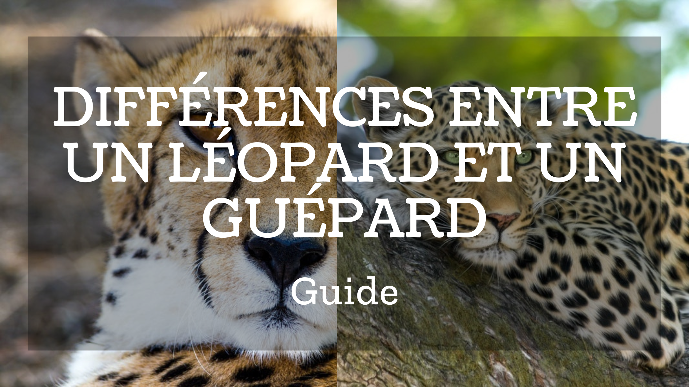 Différence entre guépard et léopard